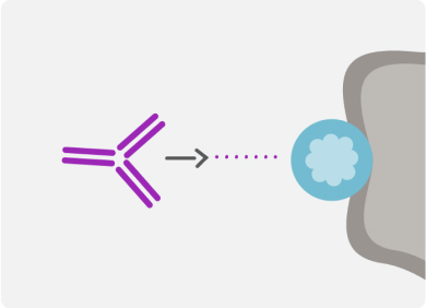 VYLOY binds to claudin 18.2 on these cancer cells.